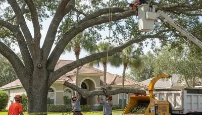 Arborists performing safe stump removal with pro equipment in Palm Harbor, FL