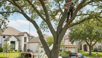 Arborist pruning oak tree in Palm Harbor FL for professional tree service maintenance