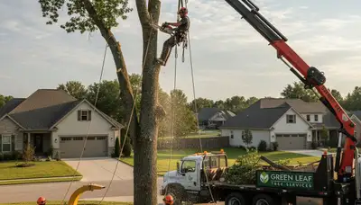 Arborist performing tree removal in Palm Harbor, FL for safe, professional yard and storm damage service
