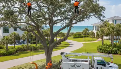 Professional tree removal service in Palm Harbor FL safely cutting and hauling fallen oak tree