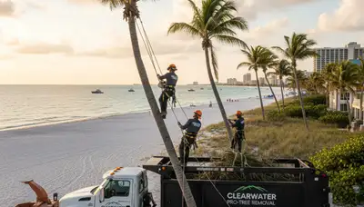 Professional tree removal service in Palm Harbor FL by expert arborists