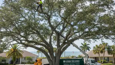 Professional tree removal service in Palm Harbor FL by local certified arborists