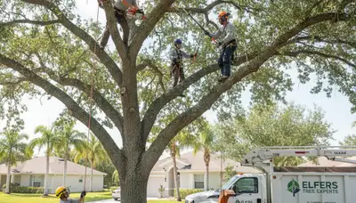 Professional tree removal service in Palm Harbor FL by certified arborists