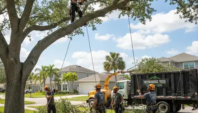 Professional tree removal service in Palm Harbor FL by certified arborists