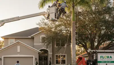 Professional tree removal service in Palm Harbor FL safely clearing large oak trees