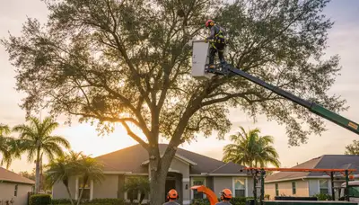 Professional tree removal service in Palm Harbor, FL safely clearing large oak trees