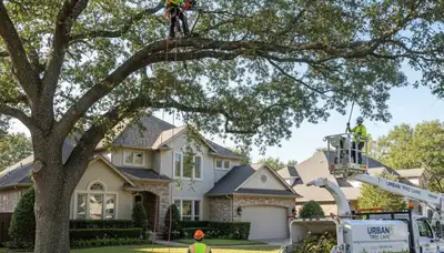 Arborist performing professional tree trimming in Palm Harbor, FL for healthy residential trees