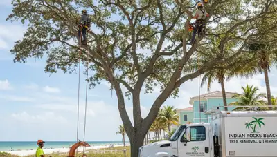 Professional tree removal service in Palm Harbor FL by licensed arborists