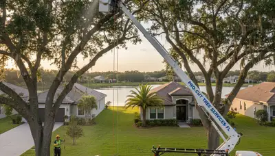 Professional tree removal service in Palm Harbor FL safely clearing damaged oak trees