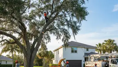 Professional tree removal service in Palm Harbor FL safely cutting down large oak tree