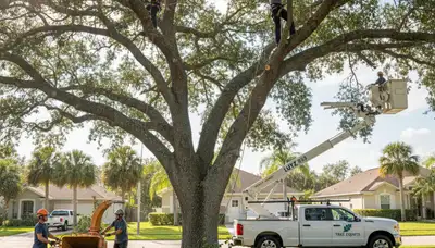 Professional tree removal service in Palm Harbor FL safely cutting and clearing large trees