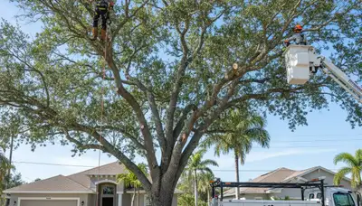 Professional tree removal service in Palm Harbor FL safely cutting and clearing large oak tree