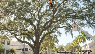 Professional tree removal service in Palm Harbor FL by certified arborists