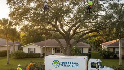 Professional tree removal service in Palm Harbor FL safely removing large oak tree
