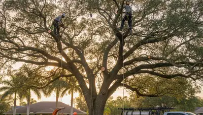 Professional tree removal service in Palm Harbor FL by local certified arborists