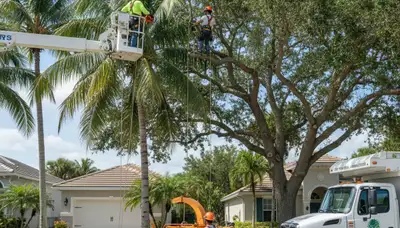 Professional tree removal service in Palm Harbor FL safely clearing large oak trees