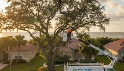 Professional tree removal service in Palm Harbor FL safely clearing large oak trees