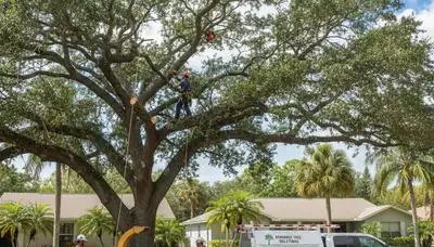 Professional tree removal service in Palm Harbor FL safely clearing residential yard trees
