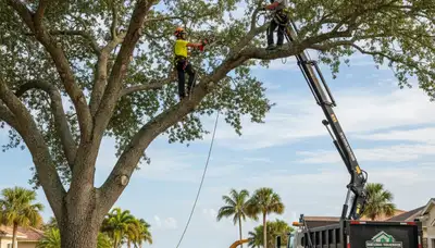 Professional tree removal service in Palm Harbor FL by certified arborists