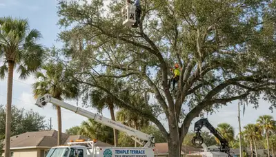 Professional tree removal service in Palm Harbor FL safely clearing large oak trees