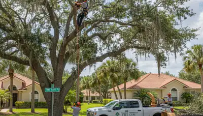 Professional tree removal service in Palm Harbor FL safely cutting and clearing large oak trees