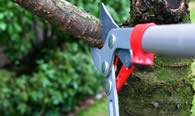 Tree Pruning Services in Palm Harbor FL