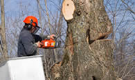 Tree Removal in Palm Harbor FL